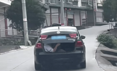 男子怕小猪崽中暑 让朋友坐后备厢照看：被罚100元记3分