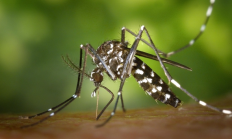 夏威夷拯救濒危林鸟 竟用无人机空投“特殊蚊子”与雌蚊交配后卵无法孵化 