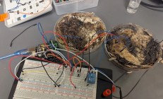 科学家利用香菇菌丝制造出新型忆阻器,抗辐射还能降解