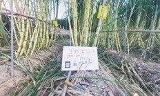 浙江一“可偷甘蔗”地成打卡点，上百网友深夜体验，80后老板：已收款6000多元