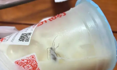 蜜雪冰城未开封奶茶惊现蟑螂上热搜 蜜雪冰城:已赔付1000元 !